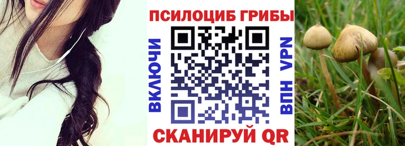 купить  сайты  Сертолово  Псилоцибиновые грибы Psilocybe 